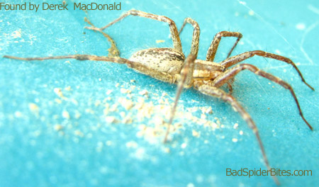 Spider found by Derek