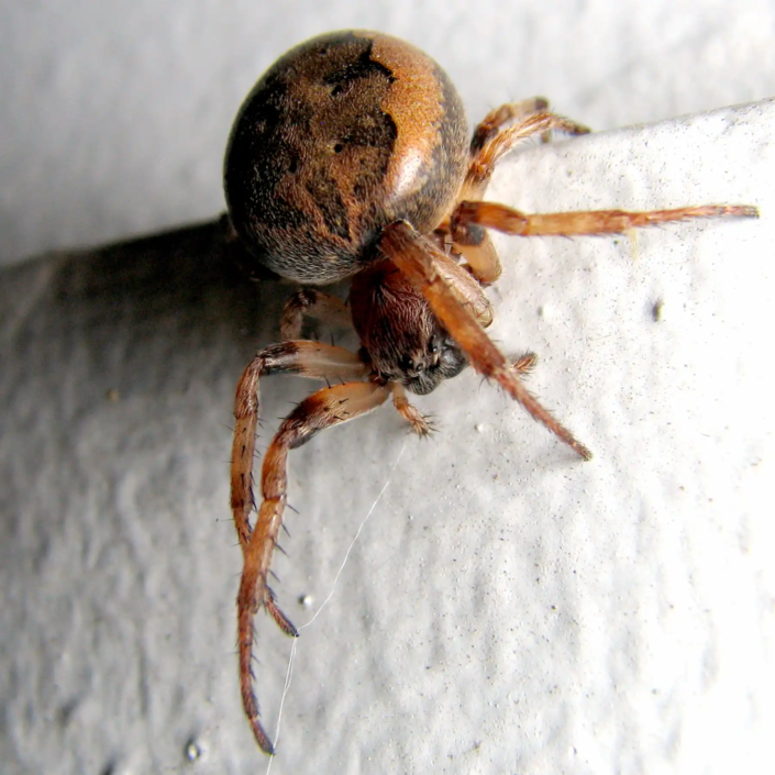 Furrow spider aka Larinioides cornutus is a orb weaver