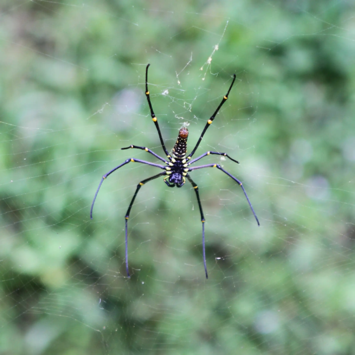 Female giant wood spider aka Nephila pilipes, showing her ventral.