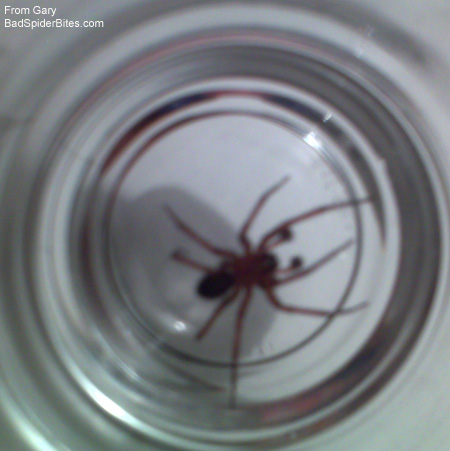 Spider under magnifying glass