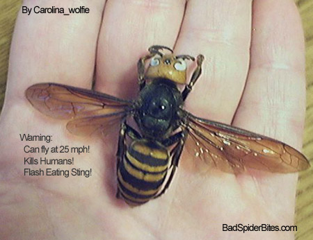 Giant Hornet