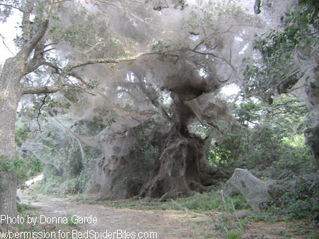 Giant Spider Web