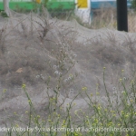 Images of Giant Spider Webs 1 of 4