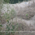 Images of Giant Spider Webs 2 of 4