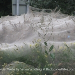 Images of Giant Spider Webs 3 of 4