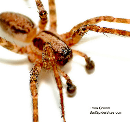 unknown spider, possibly a wolf spider