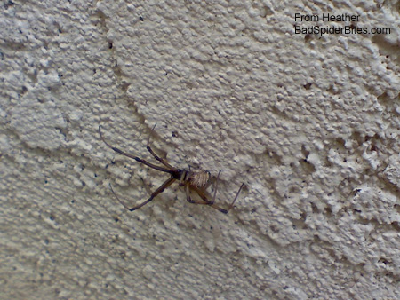 widow spider