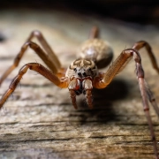 hobo spider shown in great detail up close.