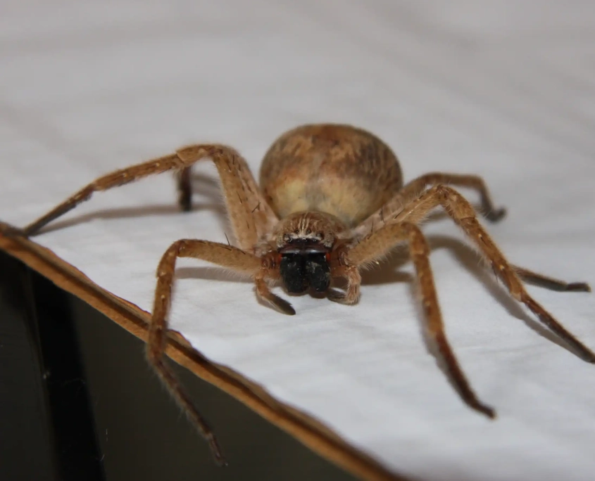 Hobo spider on table waiting for next victim.
