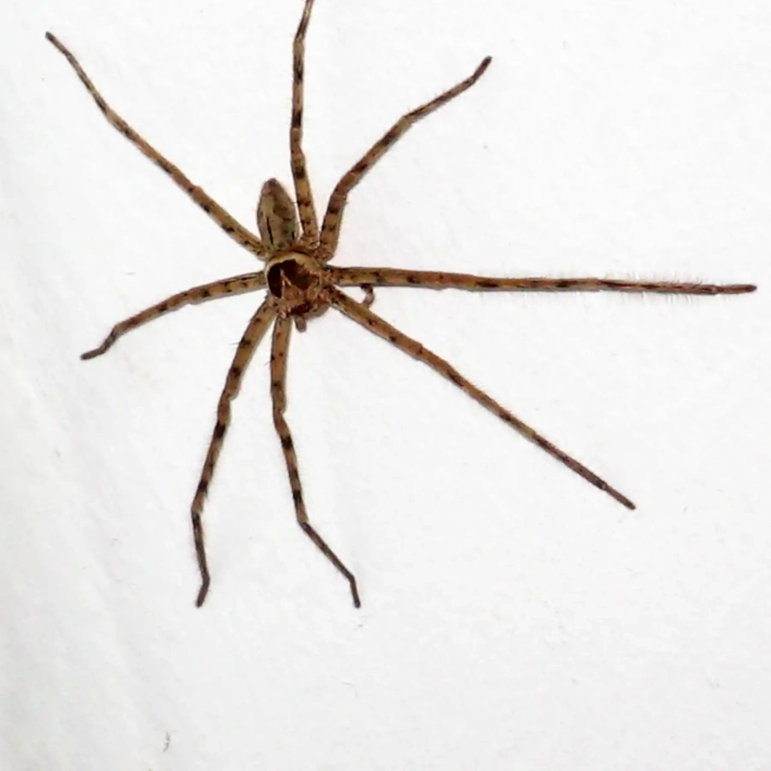 Hobo spider on kitchen wall with legs stretched out.