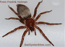 Spider found by Fredrik Holman 