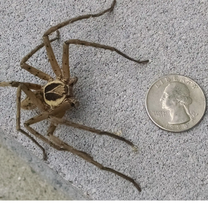 close up of a Huntsman spider next to a quarter