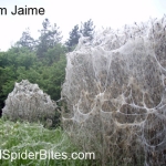 Picture 1 of massive spider webs in suffolk england