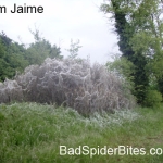 Picture 3 of massive webs in suffolk england