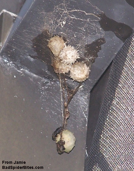 brown widow spider eggs