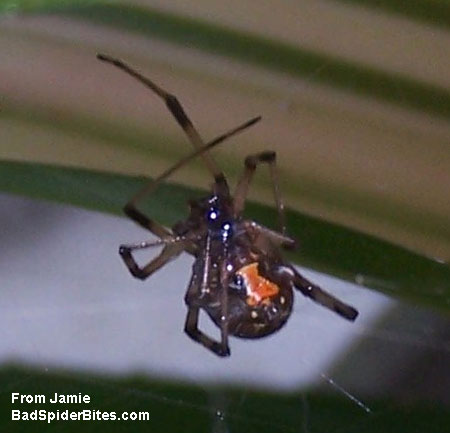 brown widow spider