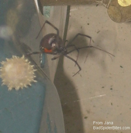 brown widow