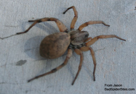 black and tan spider