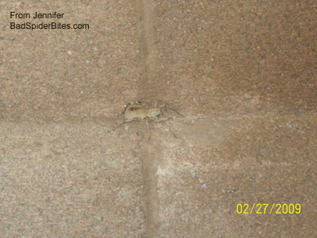 tan spider