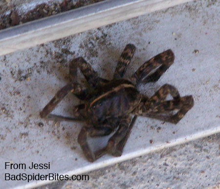 dead black/brown colored spider