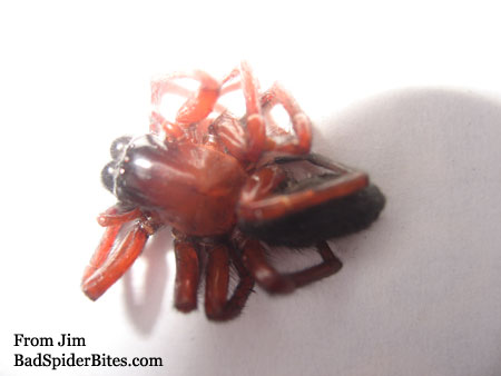 top of reddish colored spider