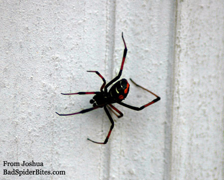 black and red spider