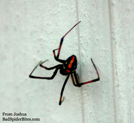 black and red spider