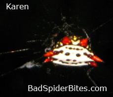 Karen found this spider