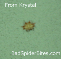 Krystal's Bug