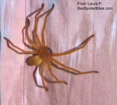 Orange, furry spider