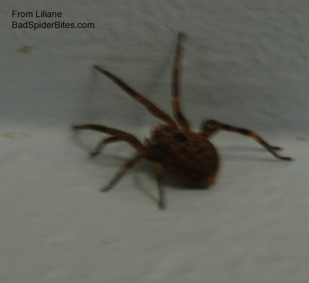 Brownish colored spider