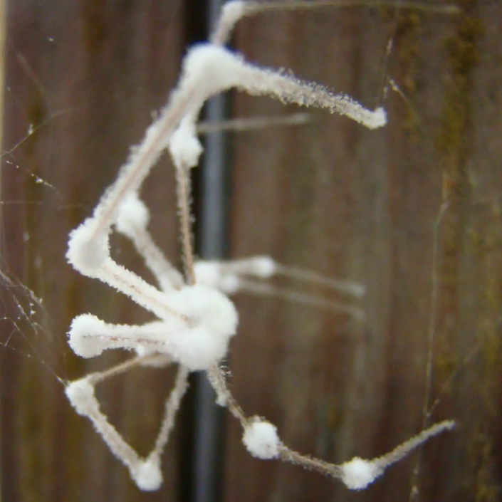 longbodied cellar spider aka Moldy spider skin aka Pholcus phalangioide.