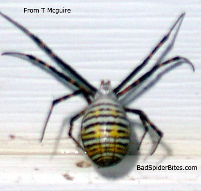 Spider found by T Mcguire
