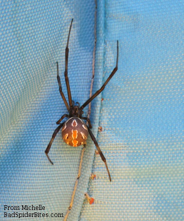 black spider with orange and red