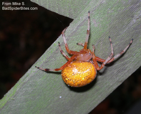 Yellow/Orange Spider
