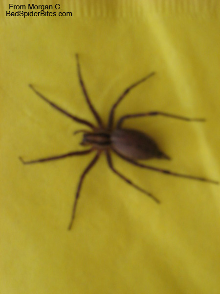 spider