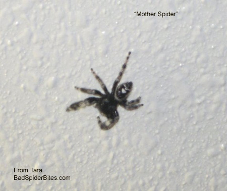 mother spider