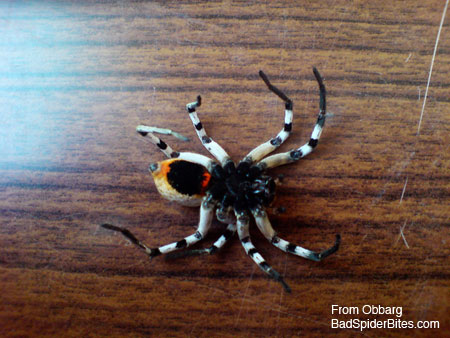 black spider with orange and white