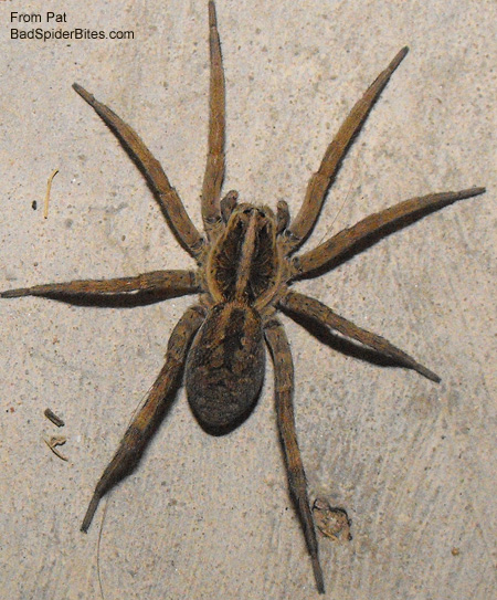 hobo spider