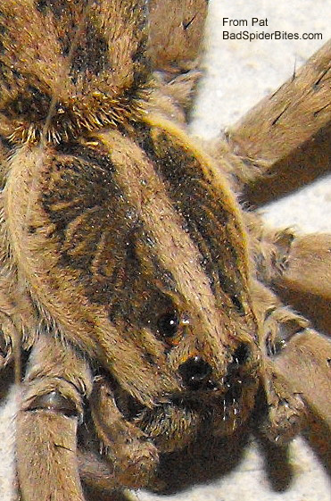 hobo spider