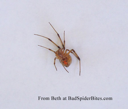 Patio spider