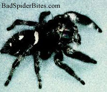 Phidippus Regius