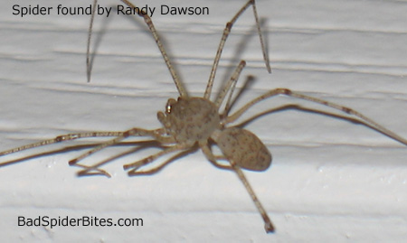 Randy Dawson's Spider