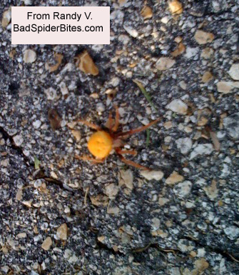 yellow spider