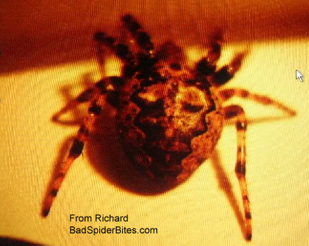 Reddish colored spider