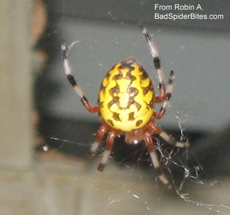 Yellow and black spider