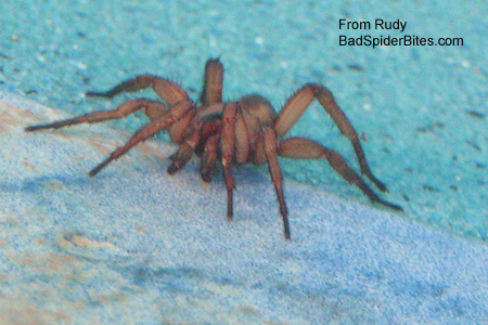 Big, tan spider