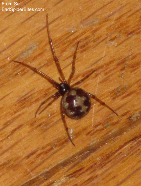 brown spider with gold, wavy bands