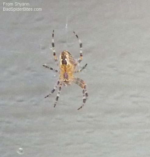 yellow spider
