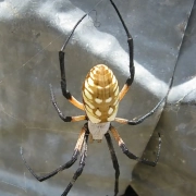 A Silver Orb Banded Argiopi Spider hanging in web.